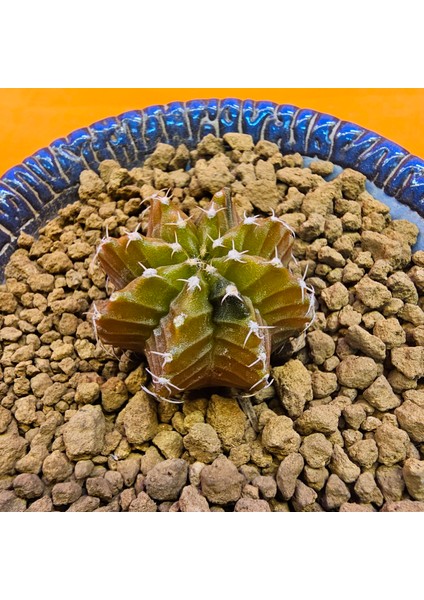 Gymnocalycium Sepia 3 cm Özel Tür Kaktüs fiyatları