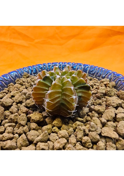 Gymnocalycium Sepia 3 cm Özel Tür Kaktüs modelleri