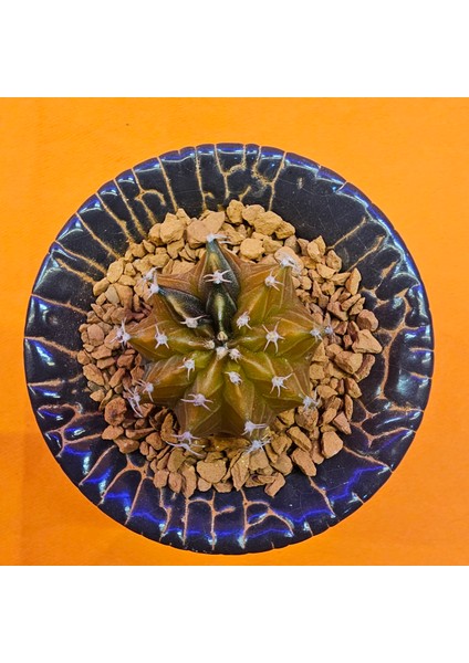 Gymnocalycium Sepia 3 cm Özel Tür Kaktüs