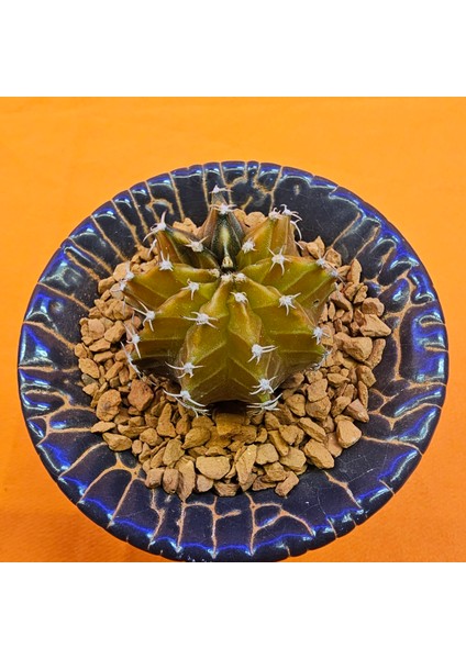 Gymnocalycium Sepia 3 cm Özel Tür Kaktüs fiyatları