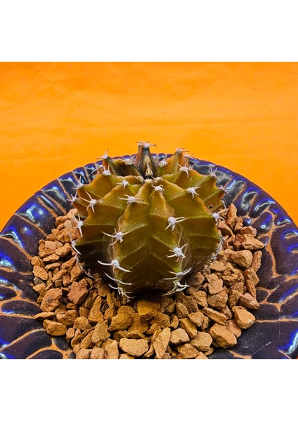 Gymnocalycium Sepia 3 cm Özel Tür Kaktüs modelleri