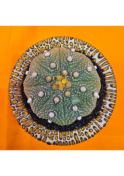 Astrophytum Star Shape 7 cm Boyutunda Özel Tür Kaktüs