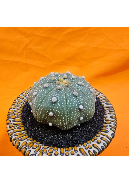 Astrophytum Star Shape 7 cm Boyutunda Özel Tür Kaktüs modelleri