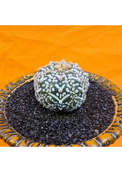 Astrophytum V-Cactus 4 cm Boyutunda Özel Tür Kaktüs modelleri