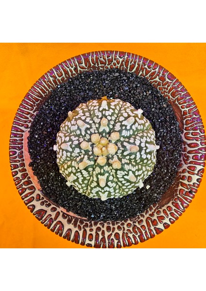 Astrophytum V-Cactus 5 cm Boyutunda Özel Tür Kaktüs