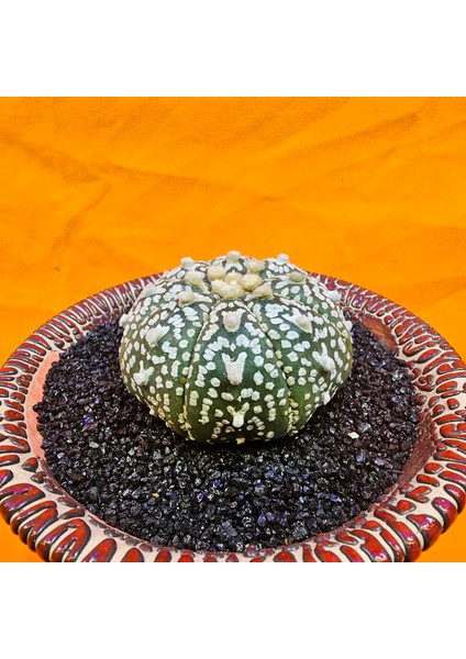 Astrophytum V-Cactus 5 cm Boyutunda Özel Tür Kaktüs modelleri