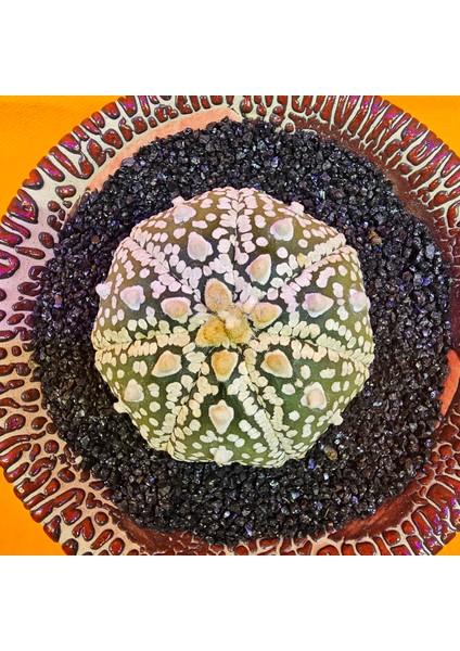 Astrophytum Asterias 5 cm Boyutunda Özel Tür Kaktüs