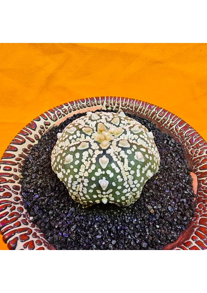 Astrophytum Asterias 5 cm Boyutunda Özel Tür Kaktüs fiyatları