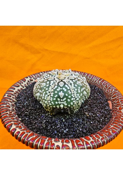 Astrophytum Asterias 5 cm Boyutunda Özel Tür Kaktüs modelleri