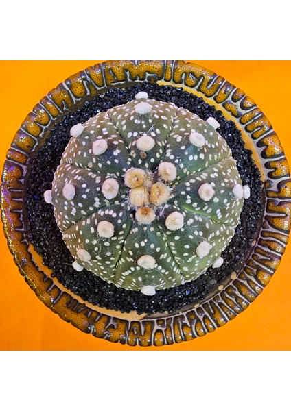 Astrophytum Star Shape 6 cm Boyutunda Özel Tür Kaktüs
