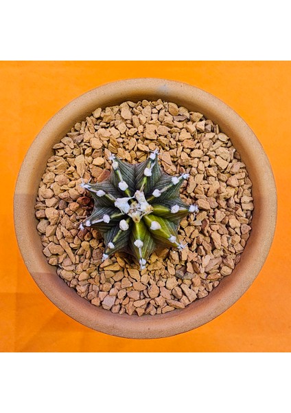 Gymnocalycium Sepia 4 cm Özel Tür Kaktüs