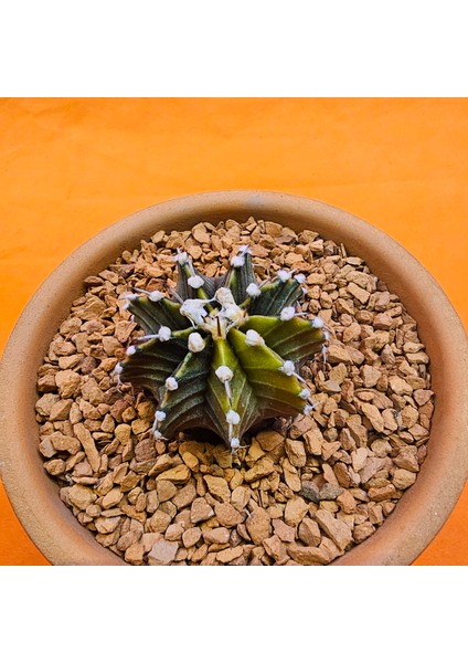 Gymnocalycium Sepia 4 cm Özel Tür Kaktüs fiyatları