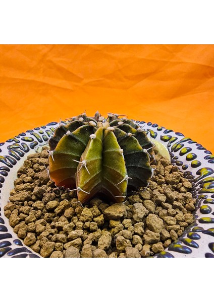 Gymnocalycium Sepia 4,5 cm Özel Tür Kaktüs modelleri