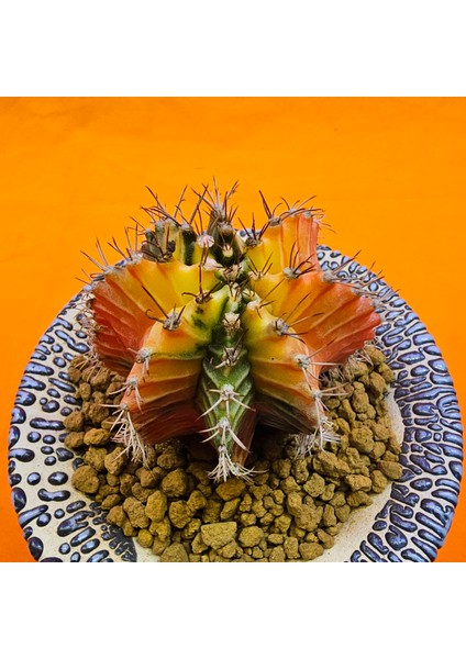 Gymnocalycium Mihanovichii 5,5 cm Boyutunda Özel Tür Kaktüs fiyatları