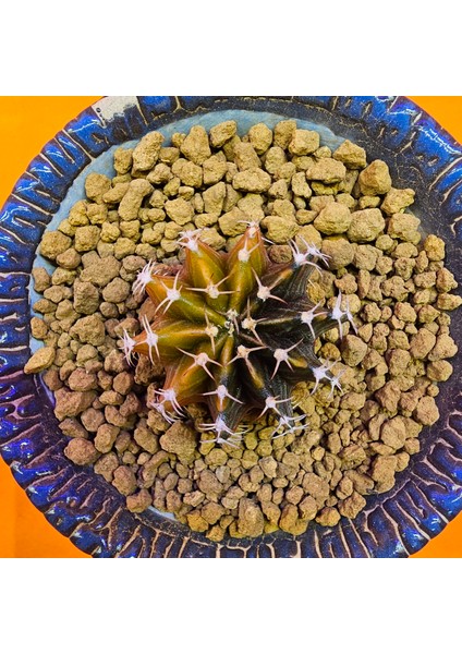 Gymnocalycium Sepia 3,5 cm Özel Tür Kaktüs