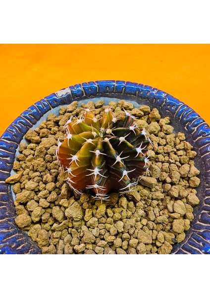 Gymnocalycium Sepia 3,5 cm Özel Tür Kaktüs fiyatları