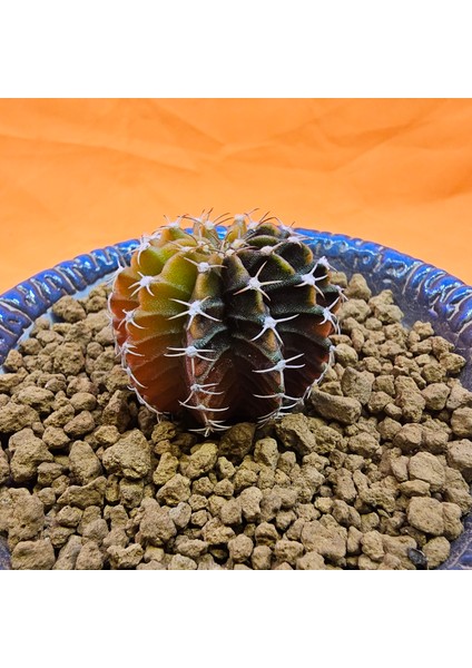 Gymnocalycium Sepia 3,5 cm Özel Tür Kaktüs modelleri