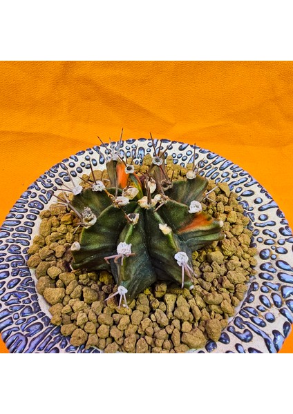 Gymnocalycium Mihanovichii 6 cm Boyutunda Özel Tür Kaktüs fiyatları