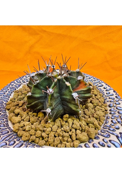 Gymnocalycium Mihanovichii 6 cm Boyutunda Özel Tür Kaktüs modelleri