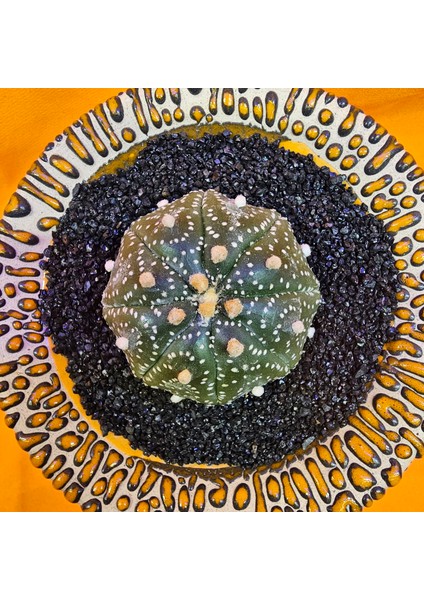 Astrophytum Star Shape 5 cm Boyutunda Özel Tür Kaktüs