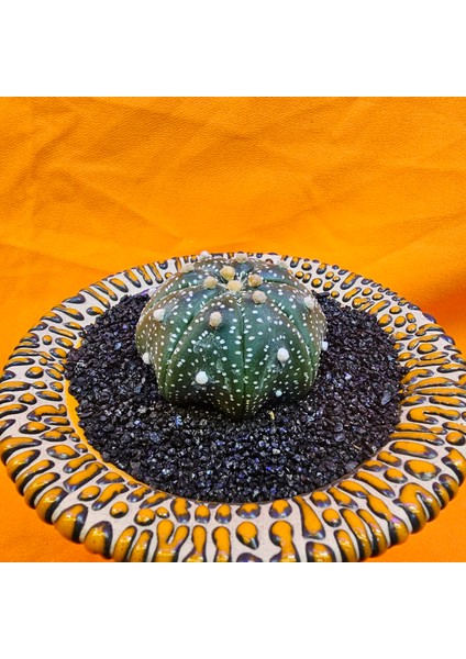 Astrophytum Star Shape 5 cm Boyutunda Özel Tür Kaktüs modelleri