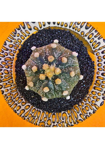 Astrophytum Asterias 4,5 cm Boyutunda Özel Tür Kaktüs