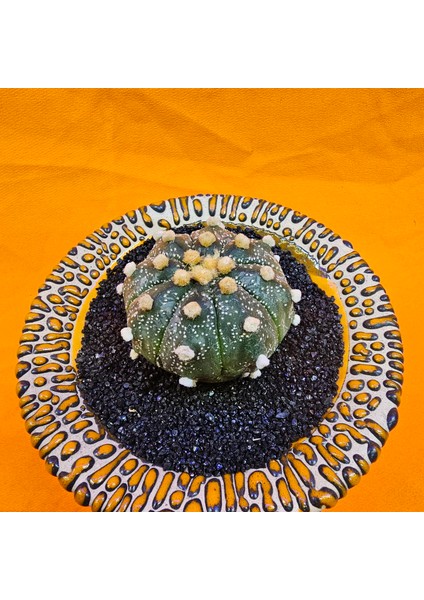 Astrophytum Asterias 4,5 cm Boyutunda Özel Tür Kaktüs fiyatları