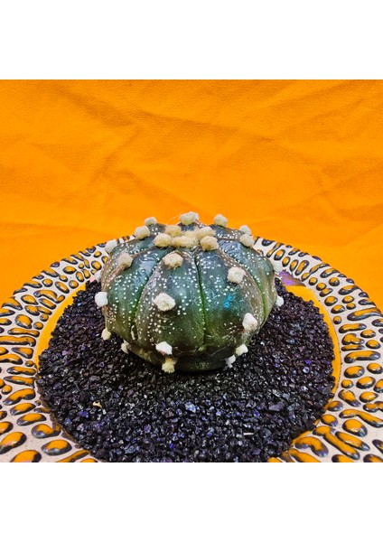 Astrophytum Asterias 4,5 cm Boyutunda Özel Tür Kaktüs modelleri