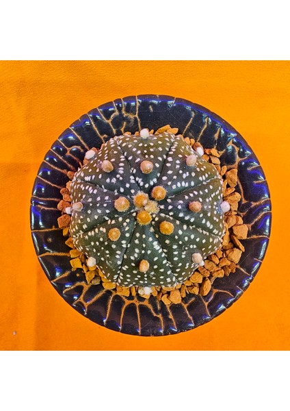 Astrophytum Asterias 4,5 cm Boyutunda Özel Tür Kaktüs