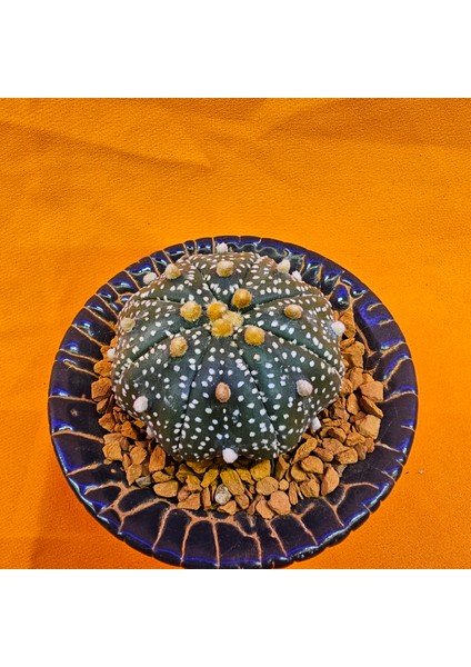 Astrophytum Asterias 4,5 cm Boyutunda Özel Tür Kaktüs fiyatları