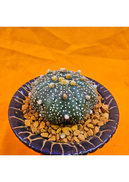 Astrophytum Asterias 4,5 cm Boyutunda Özel Tür Kaktüs modelleri