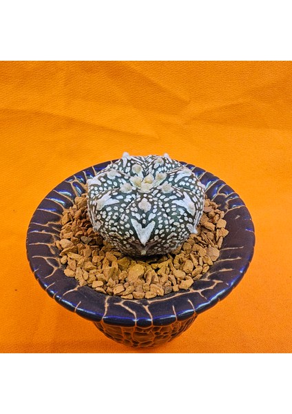 Astrophytum V-Cactus 3,5 cm Boyutunda Özel Tür Kaktüs fiyatları