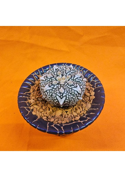 Astrophytum V-Cactus 3,5 cm Boyutunda Özel Tür Kaktüs modelleri