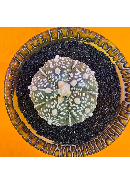 Astrophytum Asterias 5 cm Boyutunda Özel Tür Kaktüs