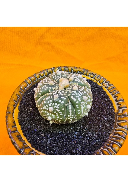 Astrophytum Asterias 5 cm Boyutunda Özel Tür Kaktüs fiyatları