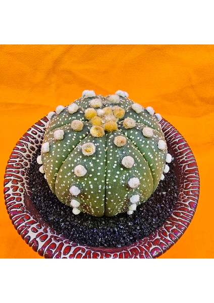 Astrophytum Asterias 6 cm Boyutunda Özel Tür Kaktüs fiyatları