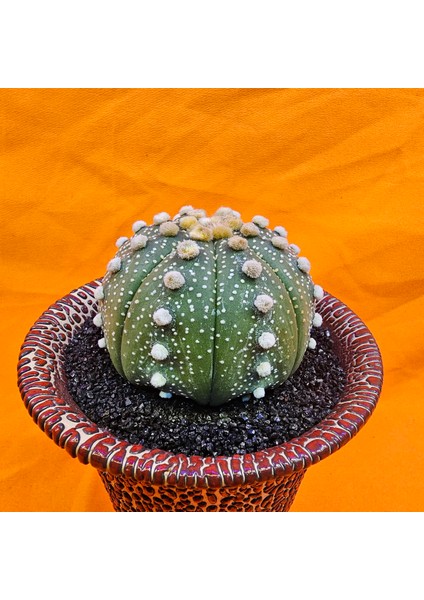 Astrophytum Asterias 6 cm Boyutunda Özel Tür Kaktüs modelleri