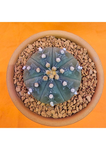 Astrophytum Asterias 5,5 cm Boyutunda Özel Tür Kaktüs