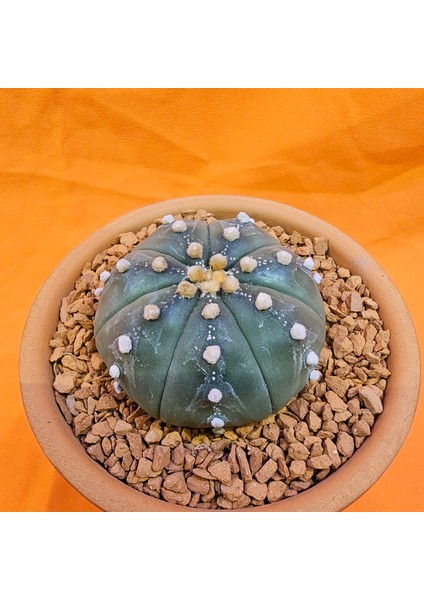 Astrophytum Asterias 5,5 cm Boyutunda Özel Tür Kaktüs fiyatları