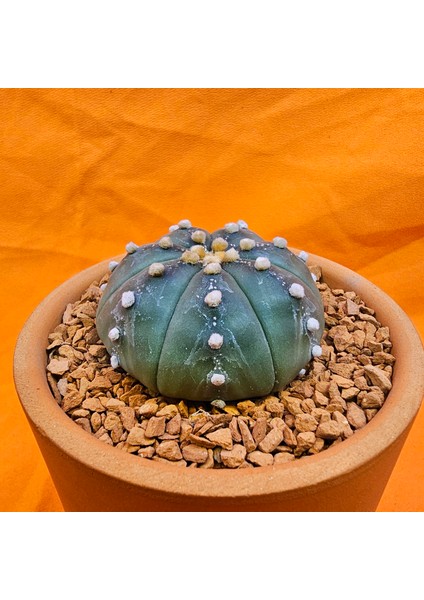 Astrophytum Asterias 5,5 cm Boyutunda Özel Tür Kaktüs modelleri