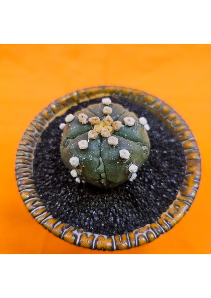 Astrophytum Asterias 5 cm Özel Tür Kaktüs fiyatları