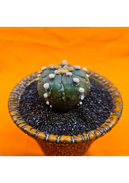 Astrophytum Asterias 5 cm Özel Tür Kaktüs modelleri
