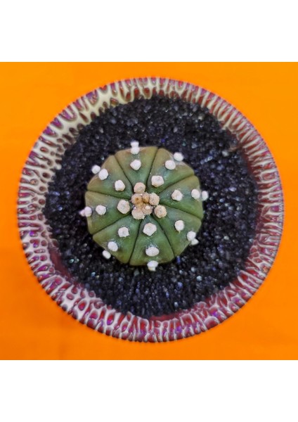 Astrophytum Asterias 4,5 cm Özel Tür Kaktüs