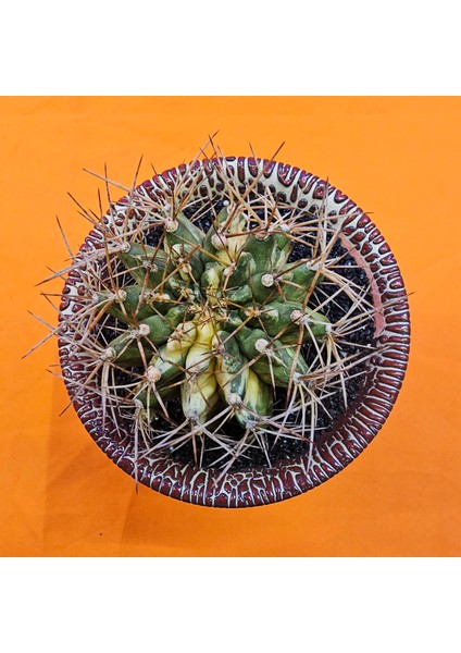 Gymnocalycium Marble 6,5 cm Özel Tür Kaktüs