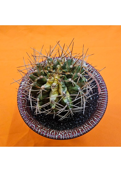 Gymnocalycium Marble 6,5 cm Özel Tür Kaktüs fiyatları