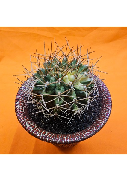 Gymnocalycium Marble 6,5 cm Özel Tür Kaktüs modelleri