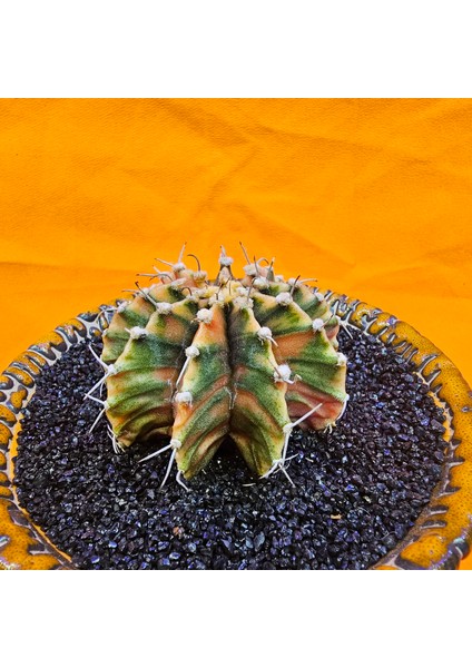 Gymnocalycium Mihanovichii 5 cm Boyutunda Özel Tür Kaktüs modelleri