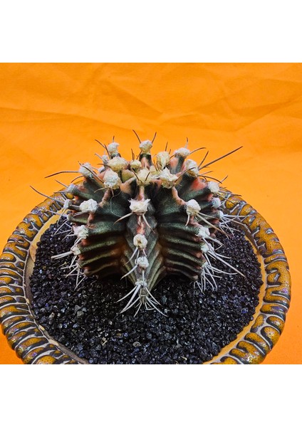 Gymnocalycium Mihanovichii 6 cm Boyutunda Özel Tür Kaktüs modelleri