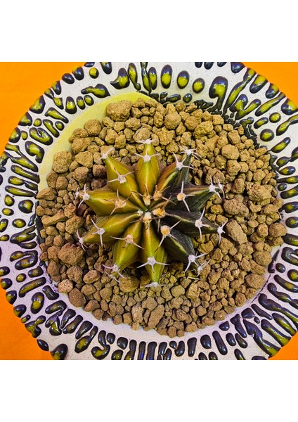 Gymnocalycium Sepia 4 cm Özel Tür Kaktüs