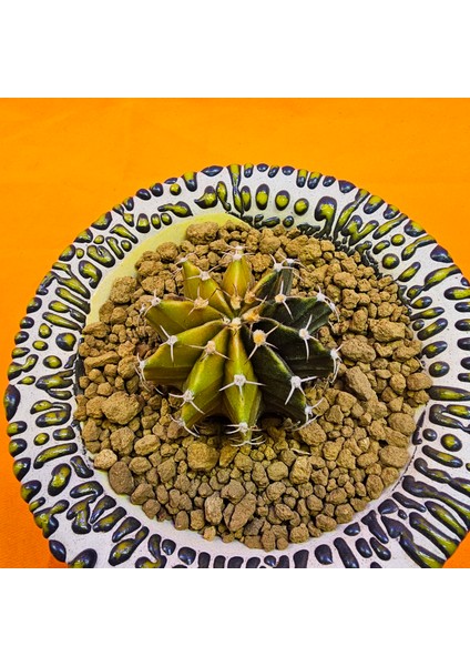 Gymnocalycium Sepia 4 cm Özel Tür Kaktüs fiyatları